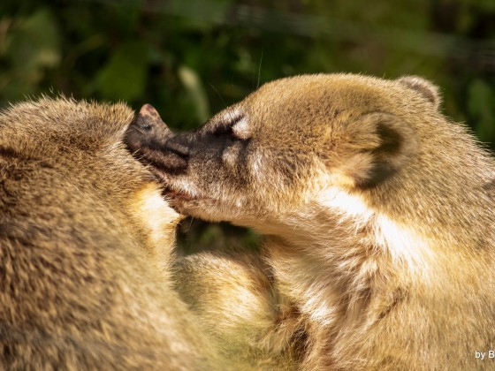 Tierwelt, große Liebe :)