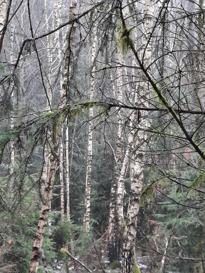 Spaziergang 31.01.2021