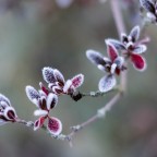 Frost