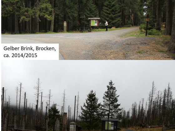 Harz - Veränderung in wenigen Jahren