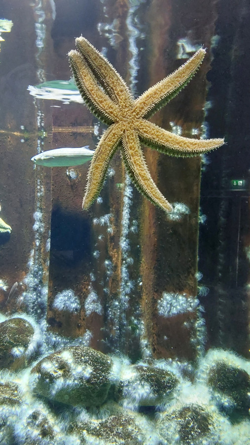 Hirtshals Ozeanarium