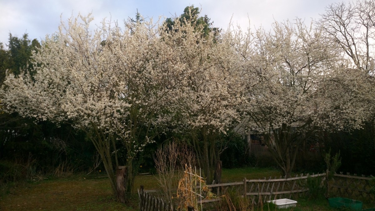 die wilde Mirabelle blüht...