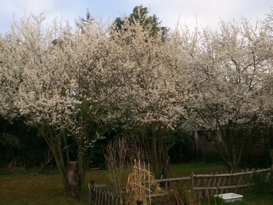 die wilde Mirabelle blüht...