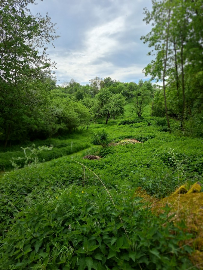 Ehemalige Zisterzienserabtei Heiligenthal mit herrlich verwildertem Garten