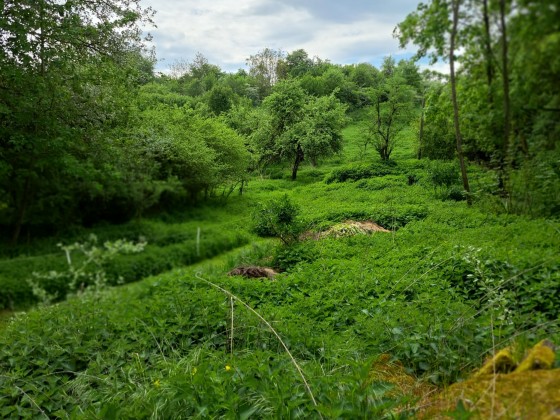 Ehemalige Zisterzienserabtei Heiligenthal mit herrlich verwildertem Garten