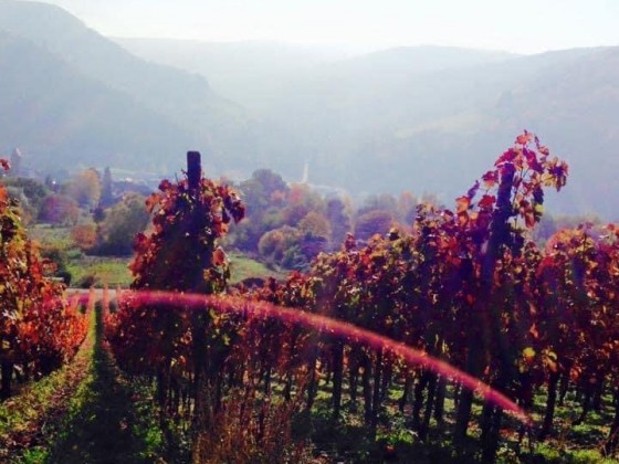 Blick von Traben auf Trarbach