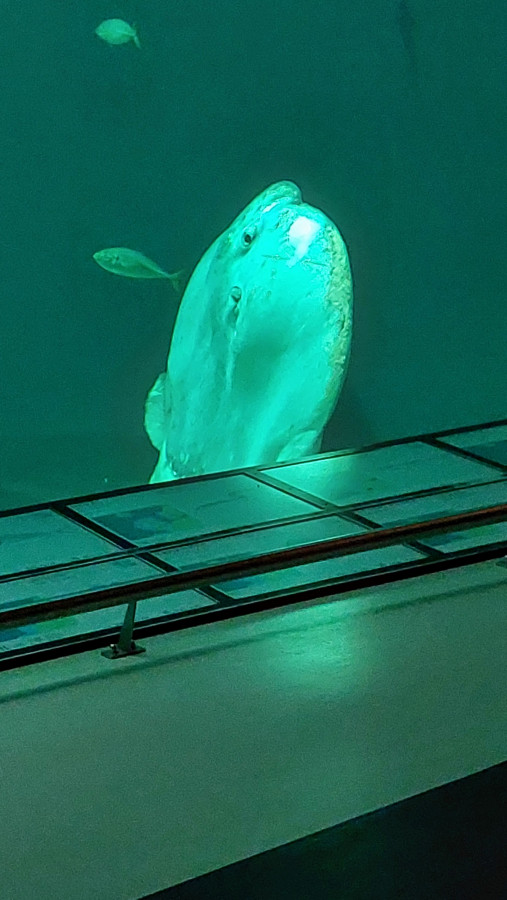 Hirtshals Ozeanarium (3)