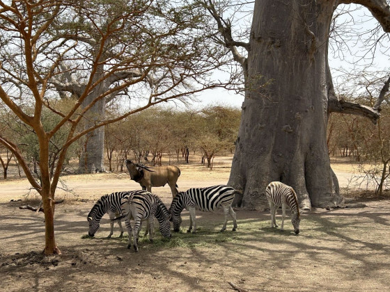 Bandia_Reservat_Zebras