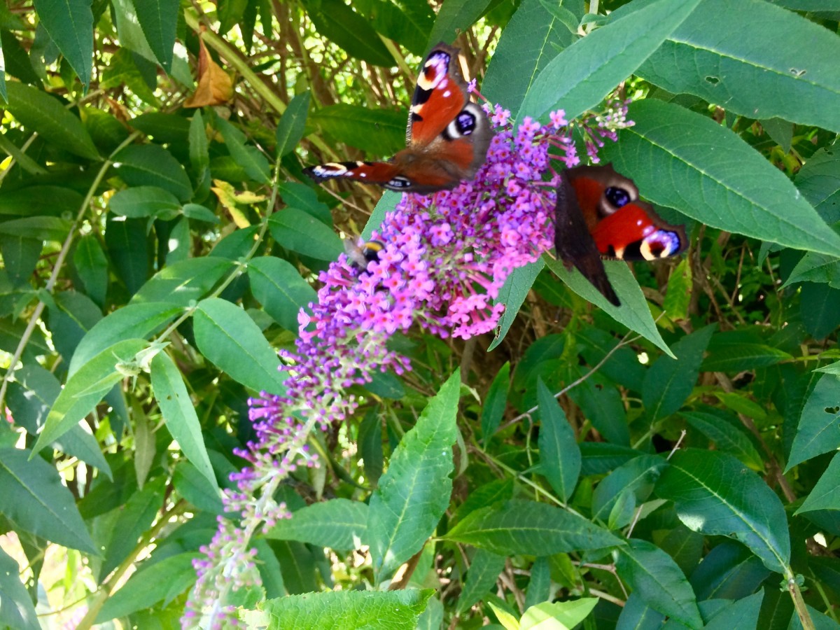 Schmetterlinge