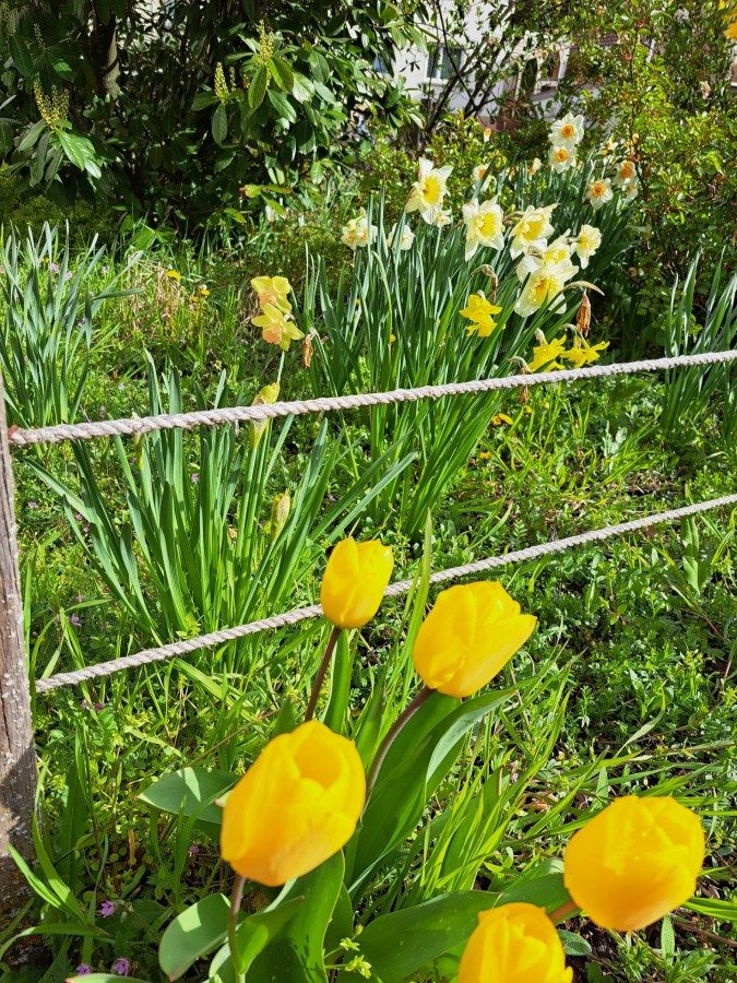 Der Mai kann kommen! 😊 🌻🌹🍀🌳⛅️🌞