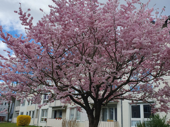 Frühling