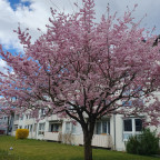 Frühling
