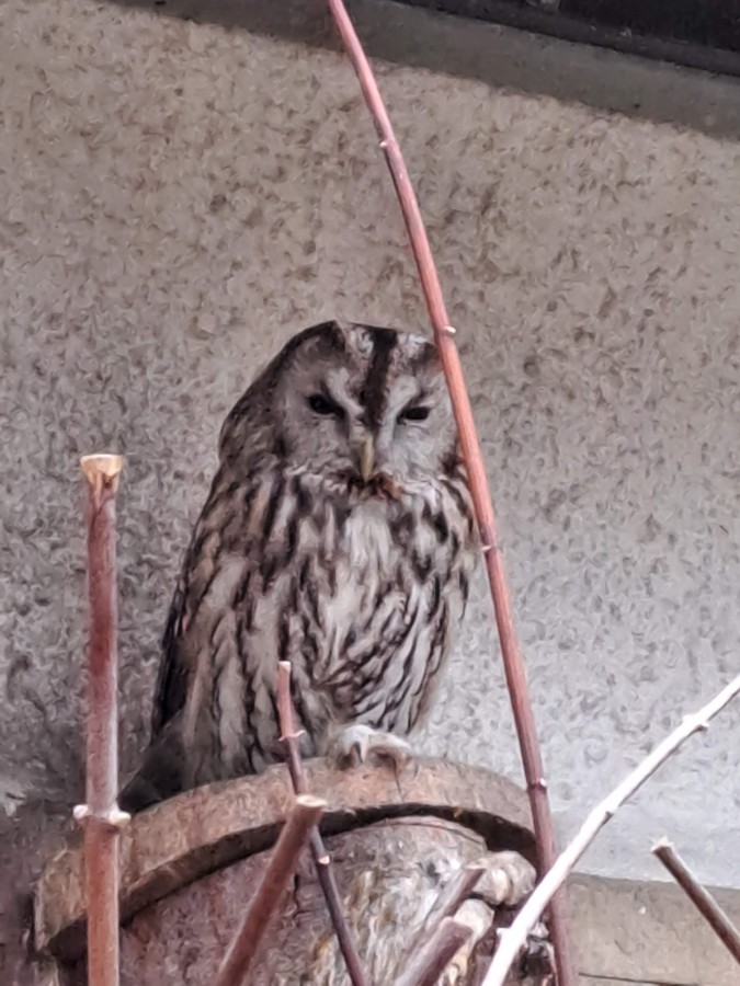 Wo ist die Eule?  Tierpark Hirschfeld / Sachsen 🙂