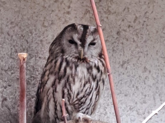 Wo ist die Eule?  Tierpark Hirschfeld / Sachsen 🙂