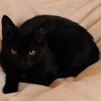Nala